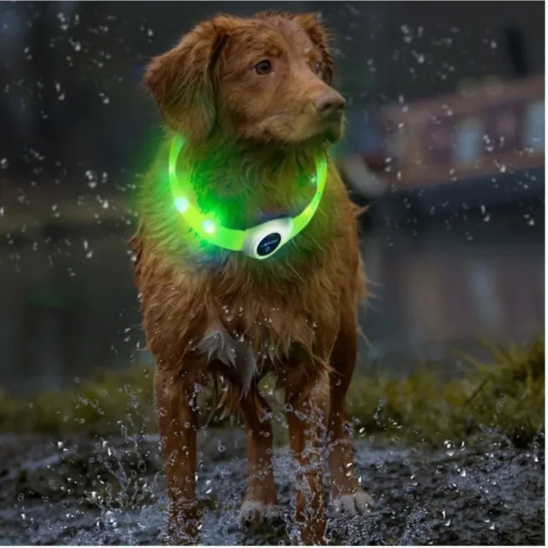 Collare luminoso a LED per cani impermeabile - ricaricabile tramite USB e regolabile